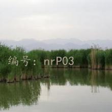ǧ